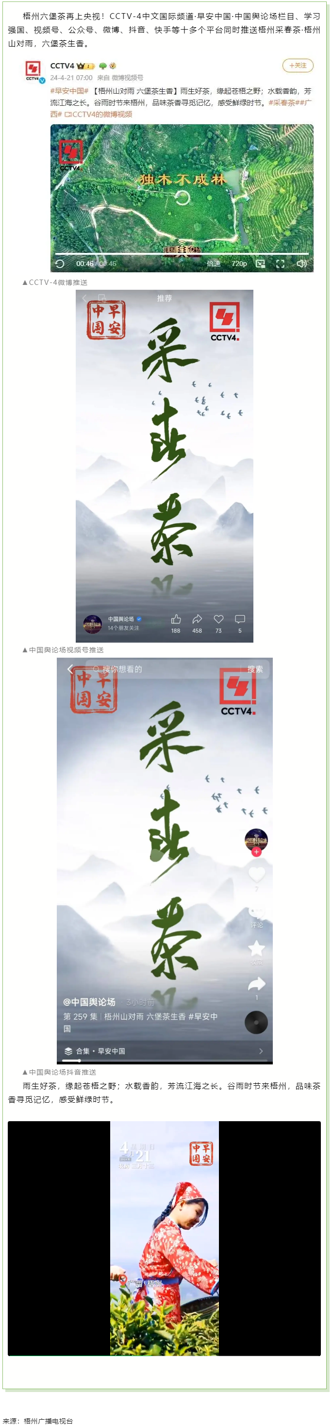 央視、學(xué)習(xí)強國等十多個平臺同時推送梧州采春茶·梧州六堡茶.png