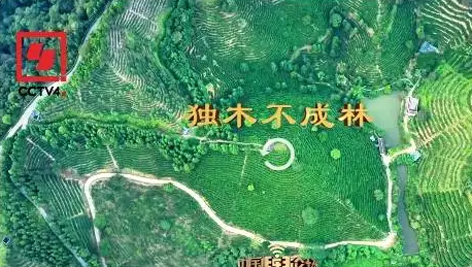 央視、學習強國等十多個平臺同時推送梧州采春茶．梧州六堡茶